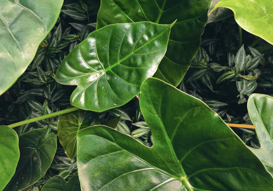 heartleaf blog headline image