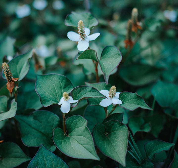 Heartleaf: Korean Botanical That’s Taking Over Skincare